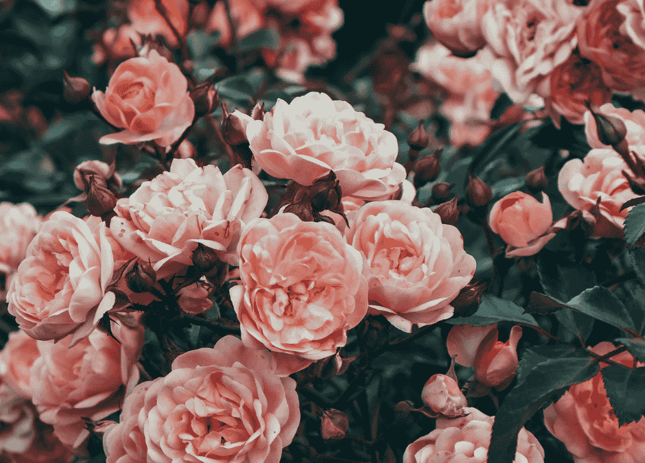 Rose Skincare Benefits