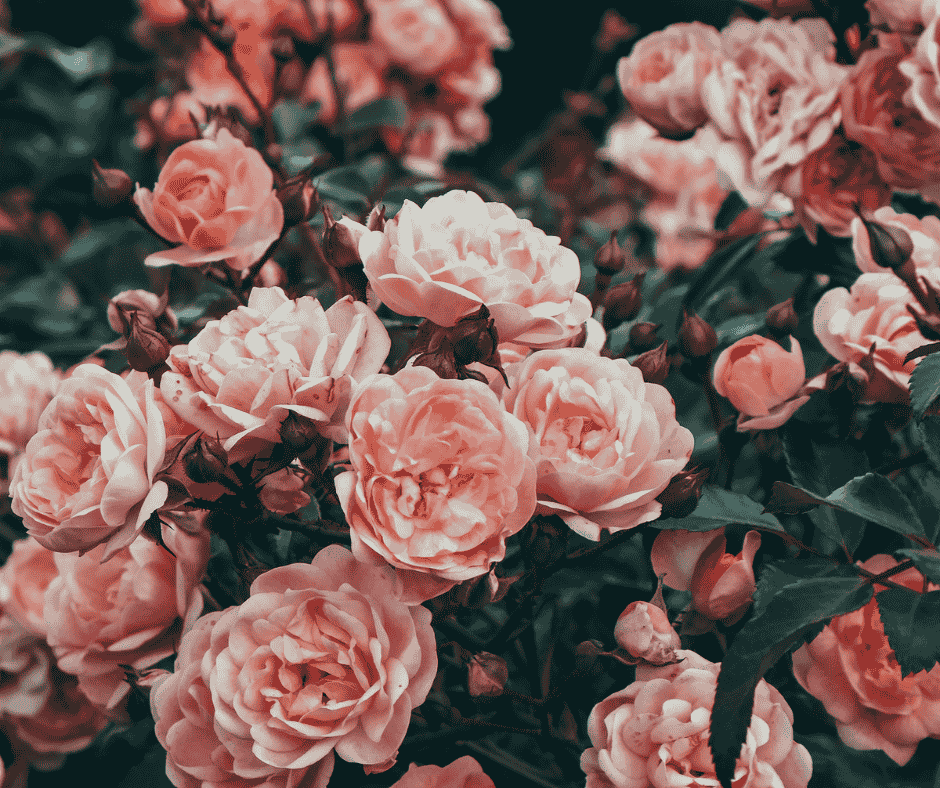 rose skincare benefits